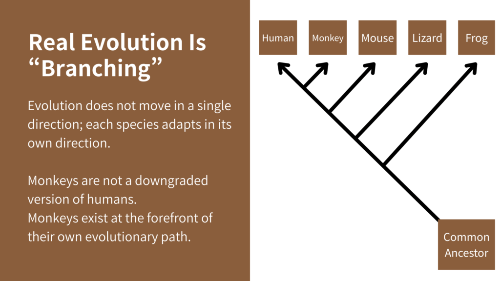 Real Evolution Is Branching